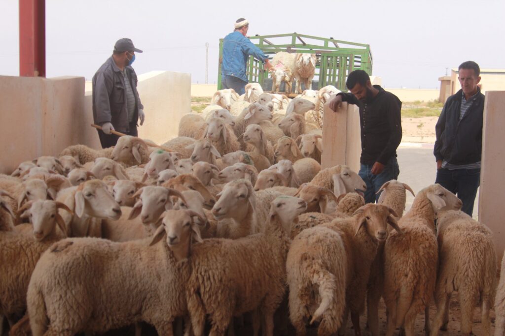 The capital.. A great turnout at the “Alfiar” sacrificial animal sale point in Baba Ali - Al-Hiwar district, Algeria